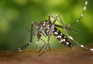 Prikken met nieuw vaccin tegen dengue begonnen in Nederland