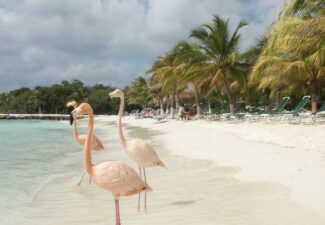 De mooiste all inclusive hotels en resort op Aruba
